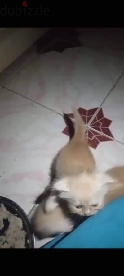 قطط شيرازي