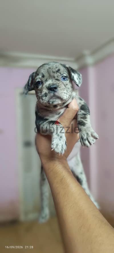 Female French bulldog