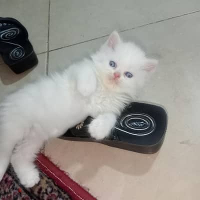Doll Face Persian