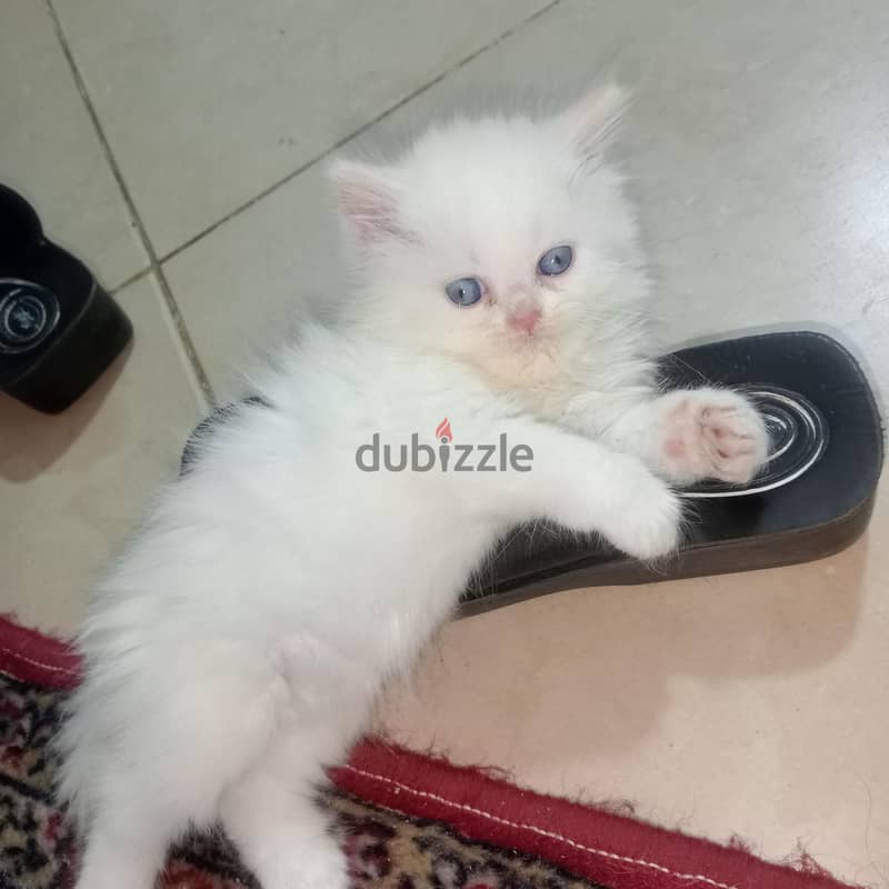 Doll Face Persian 1
