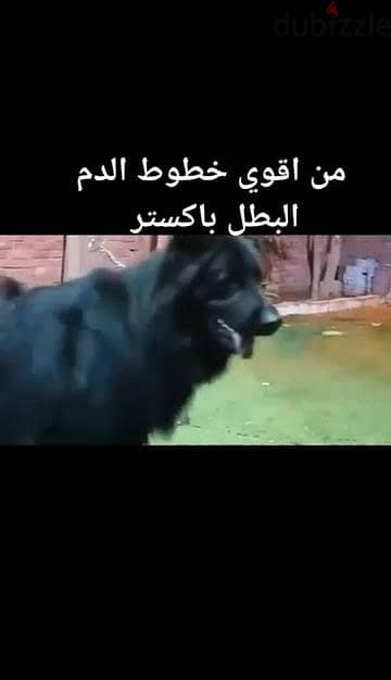 متاح 3 جراوي دكره مستوي عالي احفاد البطل باكستر للبيع