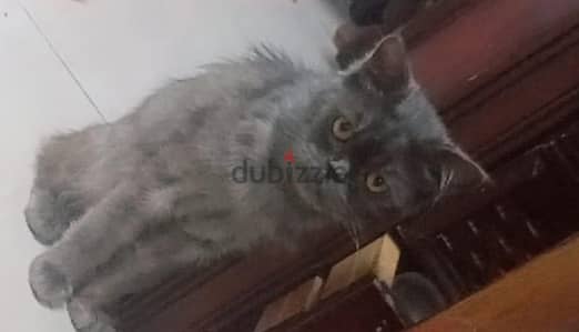 قط شيرازي