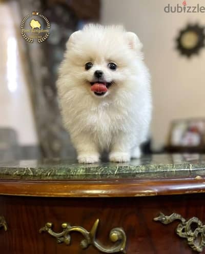 Elite Pomeranian teacup - بومرينيان