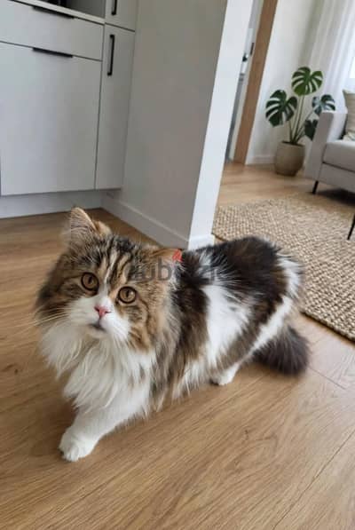 Ragdoll mink بپور