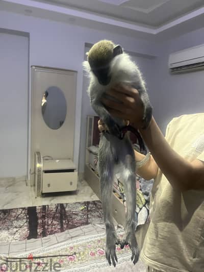 نسناس