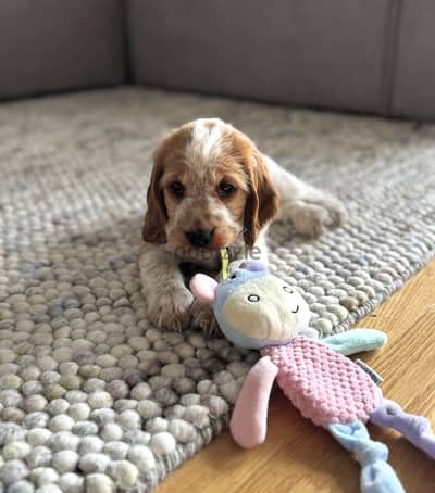 Cocker spaniel puppies pure 100% كوكر اسباني