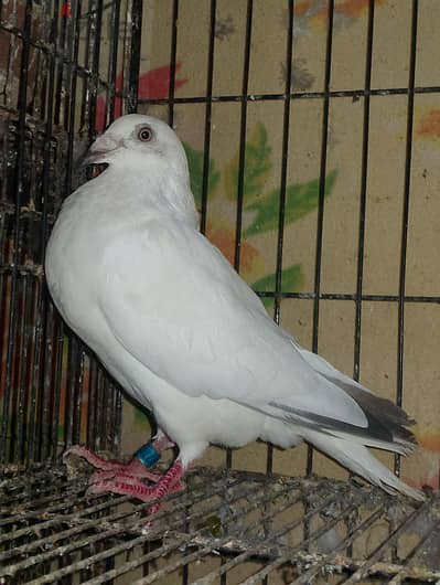 بنوتة  تاصيلة قويه جيدا