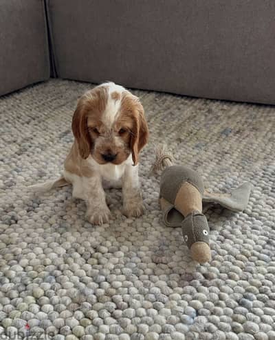 Cocker spaniel puppies كوكر اسباني
