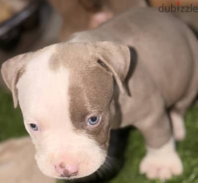 Pitbull puppy red nose blue eye bully 30 days