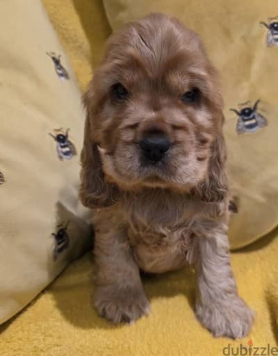 Cocker puppy