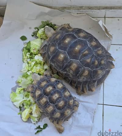 عدد ٢ سلحفاة سولكاتا للبيع حيطلعوا مع بعض