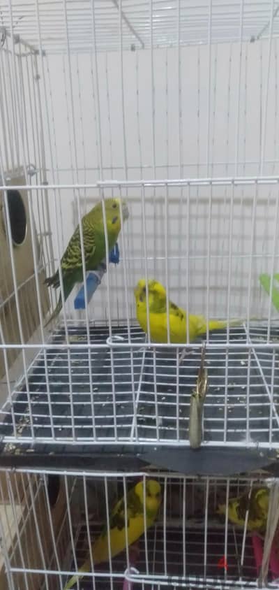 عصافير للبيع