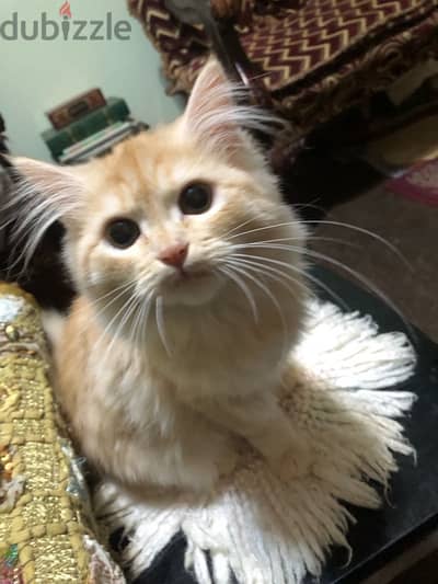 قطط شيرازي جميلة جدا للتبني