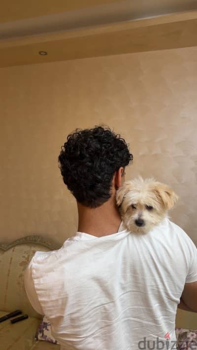 Tiny Fluffball, Big Heart: 2-Month-Old Havanese