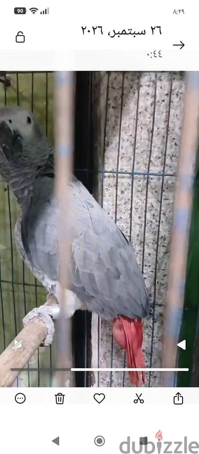 فرد زنجبارى حجم سوبر جامبو لون تاجي