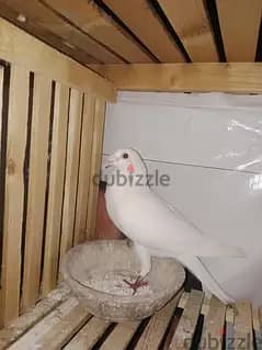 ذيادات