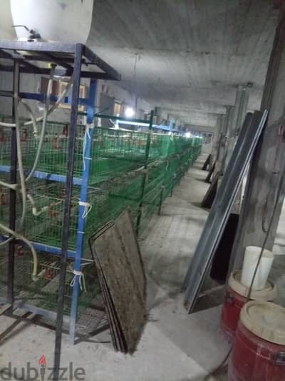 بطاريات دواجن  تسمين للبيع