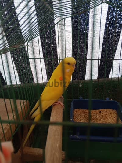 ذكر انصاص لاتيني عين حمراء