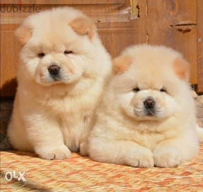 Get urself the best chowchow puppy