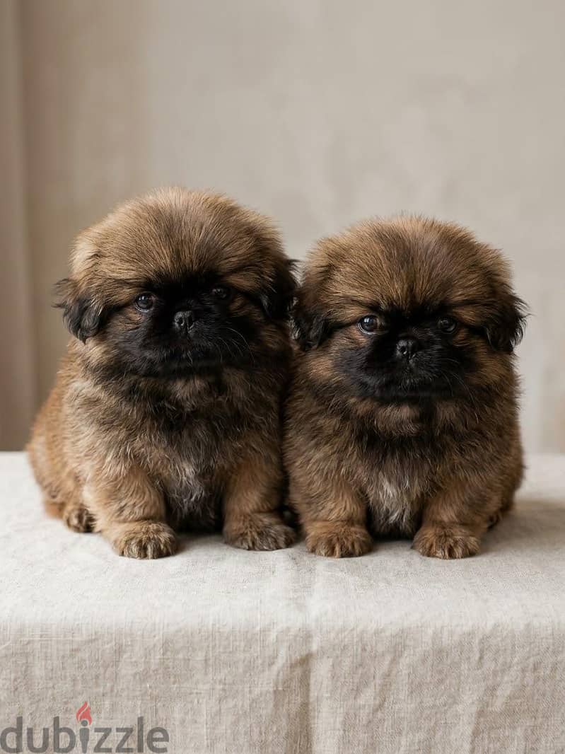 Pekingese 1