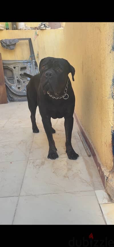 كين كورسو cane corso