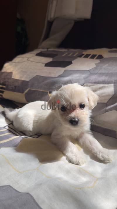 Maltipoo dog