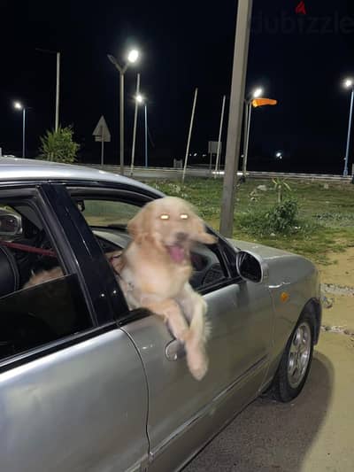كلبة للجواز