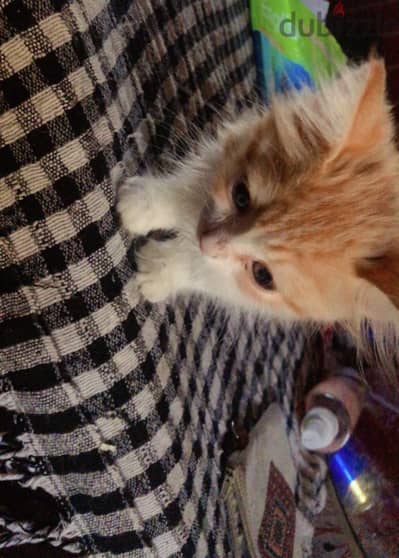 Turkish van cat
