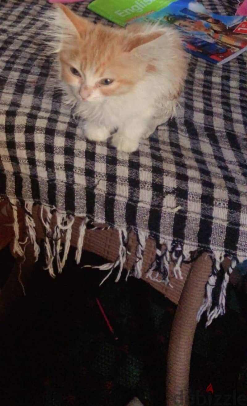 Turkish van cat 2