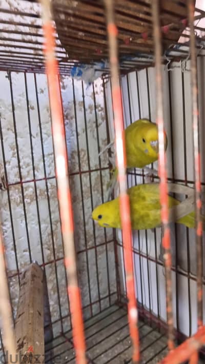 دكرين اول شغل ٦شهور