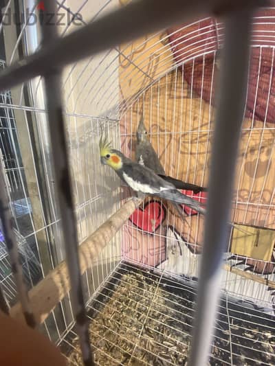 Birdd