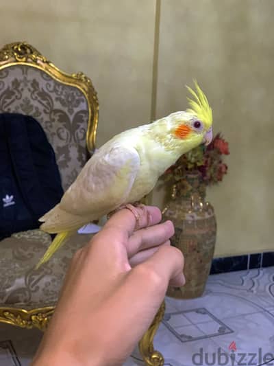 كوكتيل لاتيني تأكيل يدوي