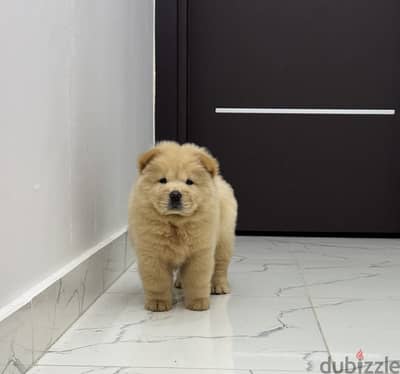 تشاو تشاو chow chow