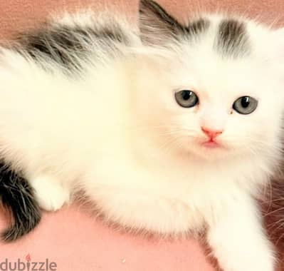 قط  شيرازي بيور  Pure Himalayan & Persian Kittens
