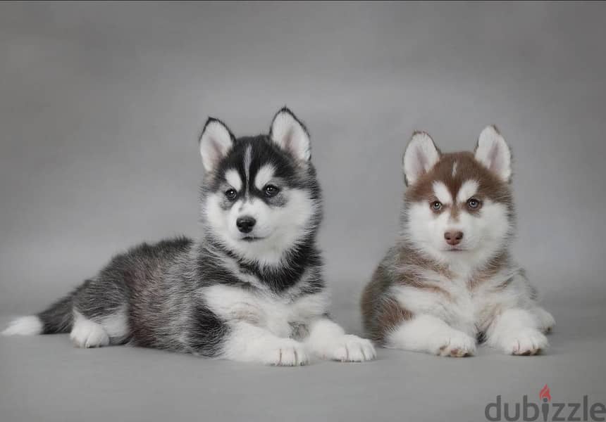 puppy Husky 1