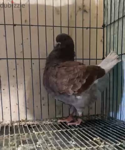 حمام ميني كينجً