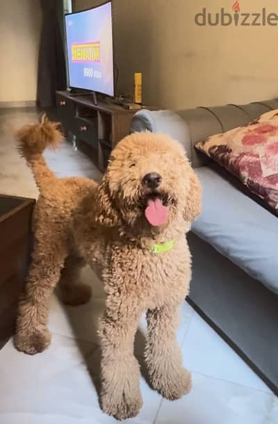Poodle  15 Month For Sale