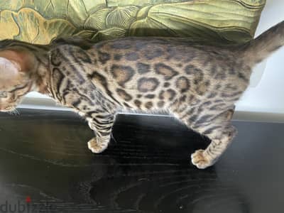 Bengal Male | بنجال ذكر أصلي| Stunning & Rare Beauty