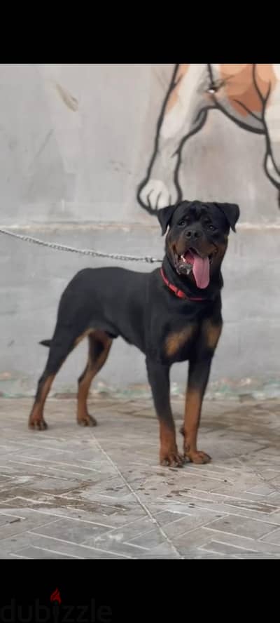 جرو روت وايلر ذكر 10 شهور مدرب طاعة وحراسة Rottweiler أصلي