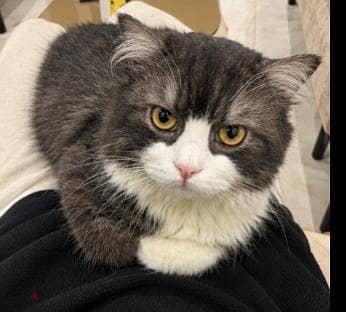 Cat for Adoption