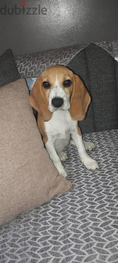 بيجل بنت للبيع عمرها ٣شهور Beagle