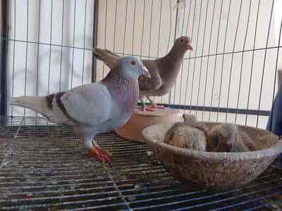قص حمام زاجل بعياله المستوي واضح