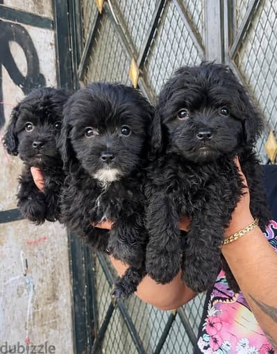 toy maltipoo