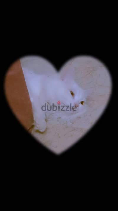 مطلبو قط بنت للتزاوج او تبني