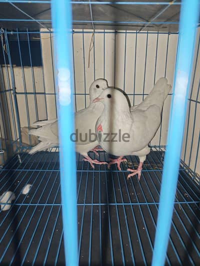 للبيع حمام لاحم فرنساوى شغال