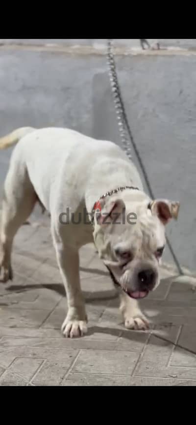 كلبه بولدج