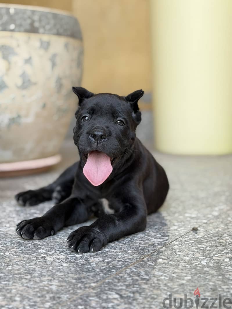 Cane corso female puppies 1