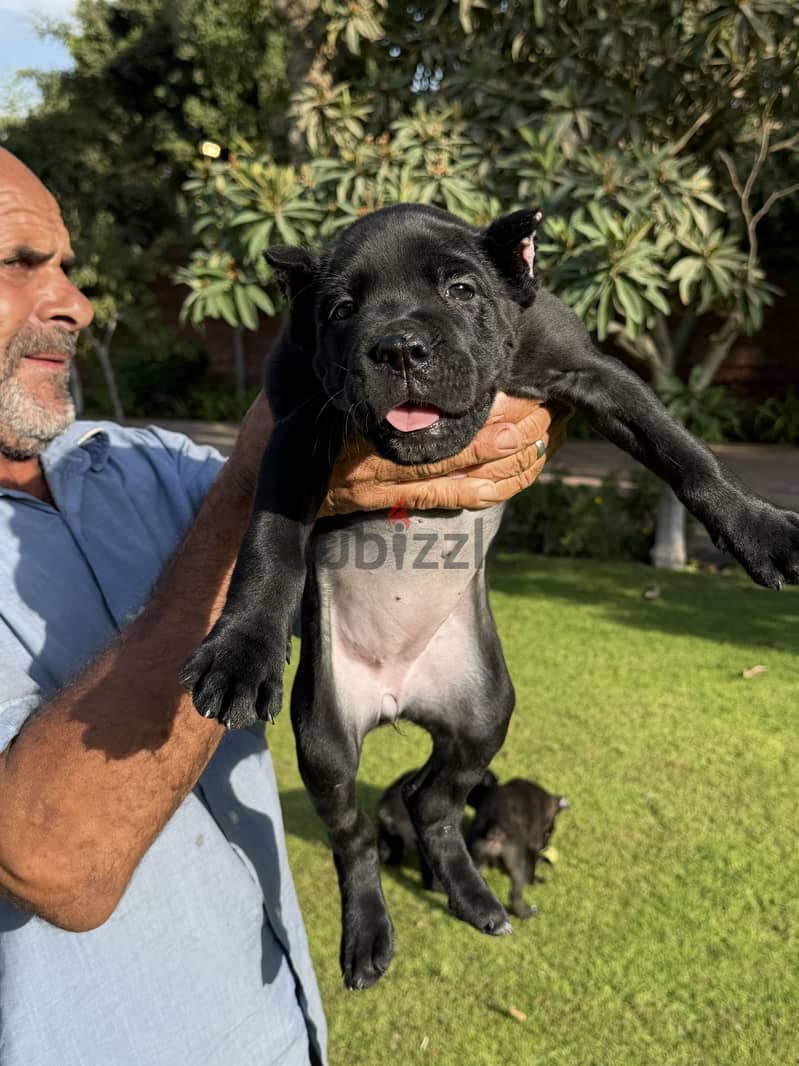 Cane corso female puppies 2