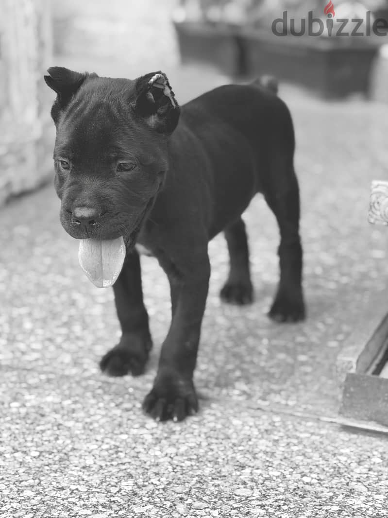 Cane corso female puppies 3