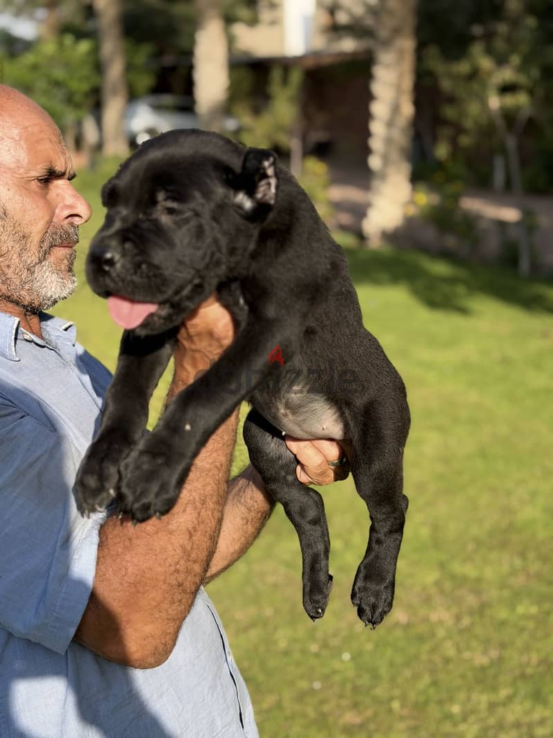 Cane corso female puppies 4